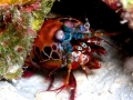 Mantis Shrimp