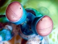 Mantis Shrimp
