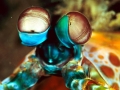 Mantis Shrimp