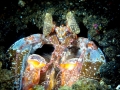 Mantis Shrimp