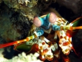 Mantis Shrimp