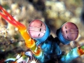 Mantis Shrimp