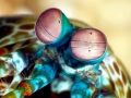 Mantis Shrimp