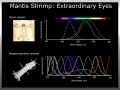 Mantis Shrimp