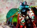 Mantis Shrimp