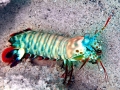 Mantis Shrimp