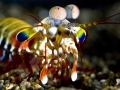 Mantis Shrimp