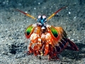 Mantis Shrimp