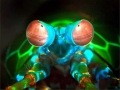 Mantis Shrimp