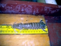 Mantis Shrimp