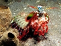 Mantis Shrimp