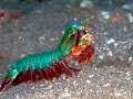 Mantis Shrimp
