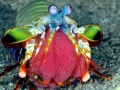 Mantis Shrimp
