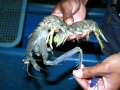 Mantis Shrimp
