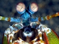 Mantis Shrimp