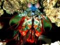 Mantis Shrimp