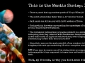 Mantis Shrimp