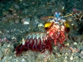 Mantis Shrimp