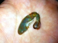 Mantis Shrimp