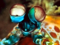 Mantis Shrimp