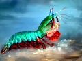 Mantis Shrimp