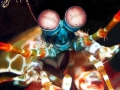 Mantis Shrimp