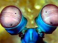 Mantis Shrimp