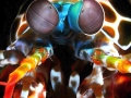 Mantis Shrimp