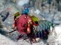 Mantis Shrimp