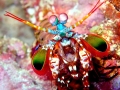 Mantis Shrimp