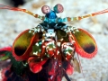 Mantis Shrimp