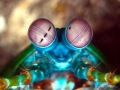Mantis Shrimp