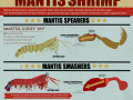 Mantis Shrimp