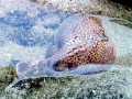 Marbled Torpedo Ray