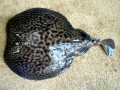 Marbled Torpedo Ray