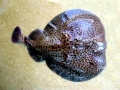 Marbled Torpedo Ray