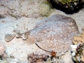 Marbled Torpedo Ray