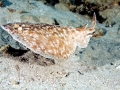 Marbled Torpedo Ray