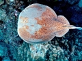 Marbled Torpedo Ray