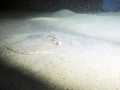 Marbled Torpedo Ray