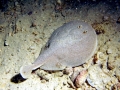 Marbled Torpedo Ray