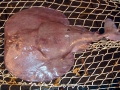 Marbled Torpedo Ray