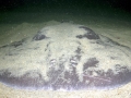 Marbled Torpedo Ray