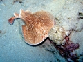 Marbled Torpedo Ray