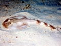 Marbled Torpedo Ray