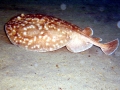 Marbled Torpedo Ray