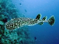 Marbled Torpedo Ray