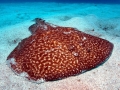 Marbled Torpedo Ray