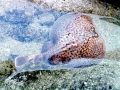 Marbled Torpedo Ray