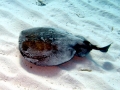 Marbled Torpedo Ray